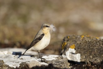 Northern Wheatear (Oenanthe oenanthe) female with nesting material in its beak, Smaland, Sweden,