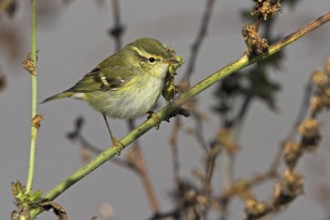 Yellow-browed Warbler (Phylloscopus inornatus), Schleswig-Holstein, Germany, Europe