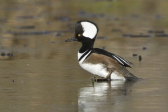 Hooded Merganser (Lophodytes cucullatus) male, British Columbia, Canada, North America