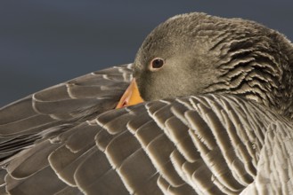 Greylag Goose (Anser anser), Lower Saxony, Germany, Europe