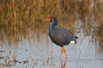 Western Swamphen (Porphyrio porphyrio) foraging, Spain, Europe
