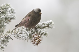 Black Rosy Finch (Leucosticte atrata), New Mexico, USA, North America