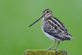Common Snipe (Gallinago gallinago), Lower Saxony, Germany, Europe