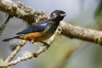 Spangled-cheeked Tanager (Tangara dowii) perched on a branch in Costa Rica