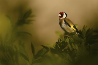 European Goldfinch (Carduelis carduelis), Asturias, Spain, Europe