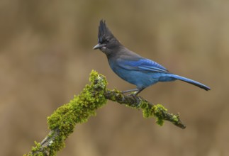 Steller's Jay (Cyanocitta stelleri), British Columbia, Canada, North America