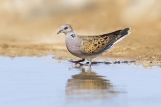 European Turtle Dove (Streptopelia turtur), Negev, Israel, Asia