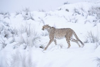 Cheetah (Acinonyx jubatus) walking in snow covered landscape, Castile-La Mancha, Spain, Europe