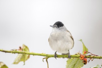 Eurasian Blackcap (Sylvia atricapilla) male, Castile and Leon, Spain, Europe