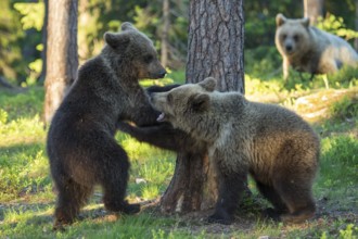 Eurasian Brown Bear (Ursus arctos) two cubs play fighting in forest, Finland, Europe