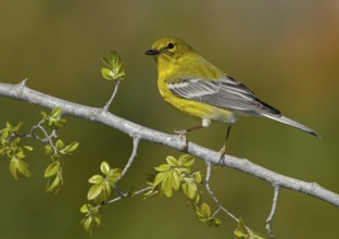 Pine Warbler (Setophaga pinus), Texas, USA, North America