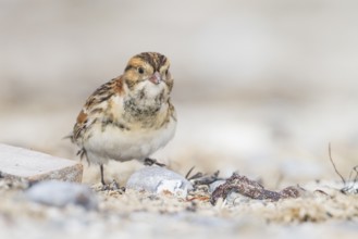 Lapland Longspur - Spornammer - Calcarius lapponicus ssp. lapponicus, Germany, Europe