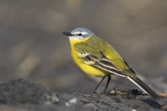 Sykes Wagtail - Schafstelze - Motacilla flava ssp. beema, Russia, adult male, Europe