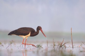 Black Stork (Ciconia nigra) foraging, Tiszaalpár, Hungary, Europe
