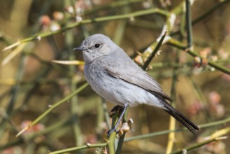 Blackstart (Oenanthe melanura) perched on a twig, Eilat, Israel, Asia