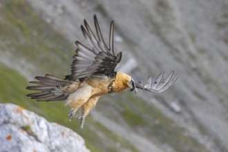 Bearded Vulture (Gypaetus barbatus) flying, Italy, Europe