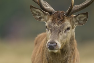 Red deer (Cervus elaphus) adult male stag animal portrait, Surrey, England, United Kingdom, Europe
