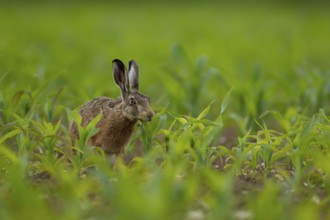 European brown hare (Lepus europaeus) adult animal feeding in a farmland maize crop, Norfolk,