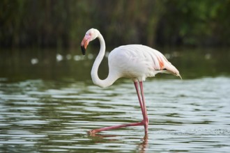 Greater Flamingo (Phoenicopterus roseus) walking in the water, Parc Naturel Regional de Camargue,