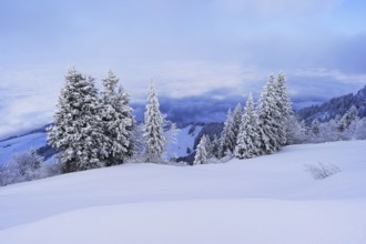 Winter landscape, snow-covered fir trees, Rigi Staffel, Canton Schwyz, Switzerland, Europe