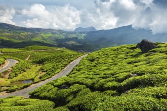 Kerala India travel background, road in green tea plantations in mountains in Munnar, Kerala,