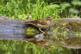 Nightingale (Luscinia megarhynchos) Hungary