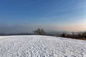 Snow-covered peak, solitary oaks on the horizon, sunny winter weather, Köterberg, Lügde,