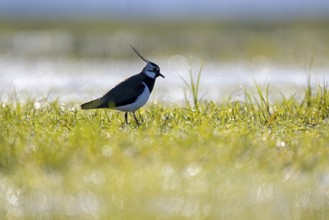 Northern lapwing (Vanellus vanellus), in a wet meadow, backlit, Dümmer, Lower Saxony, Germany,