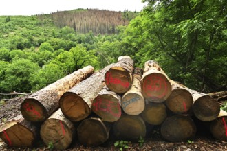 Forest damage in the Sauerland region has caused about 40 % of the spruce stand, especially in