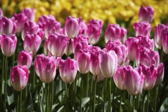Blooming tulips flowerbed in Keukenhof flower garden, also known as the Garden of Europe, one of