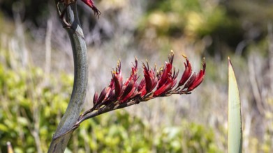 Flax (Phormium tenax), Ship Creek, New Zealand, Oceania