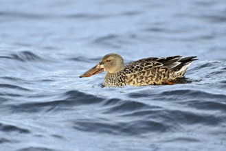 Northern shoveler (Spatula clypeata) (Syn.: Anas clypeata), female swimming on Lake Zug,