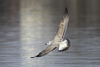 Yellow-legged gull (Larus michahellis), juvenile in flight, Switzerland, Europe