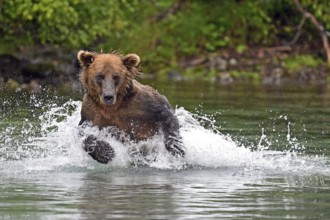 Brown bear (Ursus arctos) hunting for salmon in the water, Lake Clark National Park, Alaska