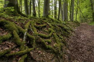 Tree roots, forest path, Wiesensteig, Swabian Alb, Baden-Württemberg, Germany, Europe