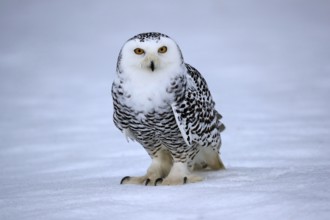 Snowy owl (Nyctea scandiaca), snowy owl, adult, alert, in the snow, foraging, in winter, Bohemian