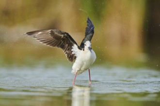 Black-winged stilt (Himantopus himantopus) standing in the water cleaning ists feathers, Camargue,