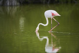 Greater Flamingo (Phoenicopterus roseus) walking in the water, Parc Naturel Regional de Camargue,