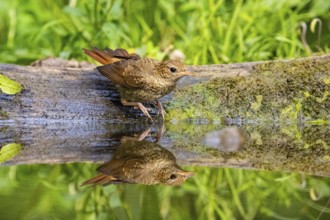 Nightingale (Luscinia megarhynchos) Hungary