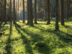 Sunny forest with long shadows, Sunny spruce forest, Thuringian Forest, Thuringia, Germany, Europe