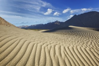Sand dunes in Nubra valley in Himalayas. Hunder, Nubra valley, Ladakh