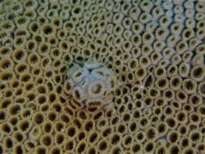 Carpet anemone (Palythoa), dive site Los Cancajos, La Palma, Canary Islands, Spain, Atlantic Ocean,