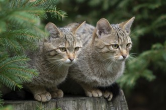 European wildcats (Felis silvestris), kittens sitting on a tree stump and looking attentively,