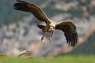Griffon vulture (Gyps fulvus) approaching with gathered grass, Pyrenees, Catalonia, Spain, Europe
