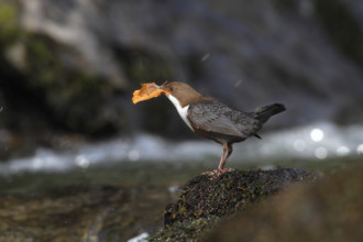 White-throated Dipper (Cinclus cinclus) with nesting material in its beak on mossy stones on the