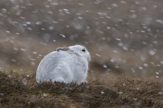 Mountain hare (Lepus timidus), Alpine hare, snow hare in white winter pelage resting in moorland,