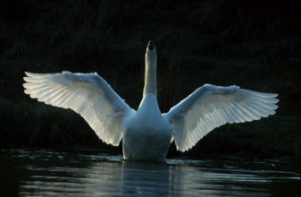 Mute Swan (Cyngus olor), flapping its wings