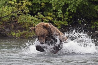 Brown bear (Ursus arctos) hunting for salmon in the water, Lake Clark National Park, Alaska