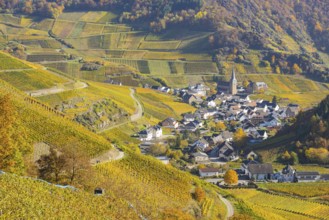 Vineyards in autumn, Mayschoß with parish church, red wine growing region Ahrtal, red wine of the