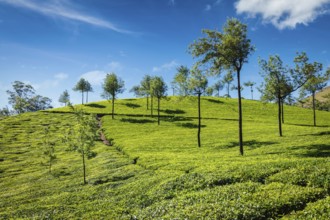Indian Green Tea plantations in Munnar, Kerala, India, Asia